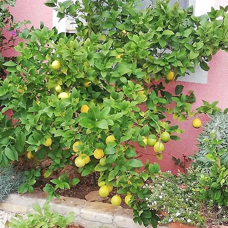 Poljanec Apartment *