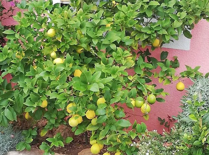 Poljanec Lejlighed *